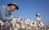 美国棉花使用量创百年来新低：棉厂纷纷关闭加速