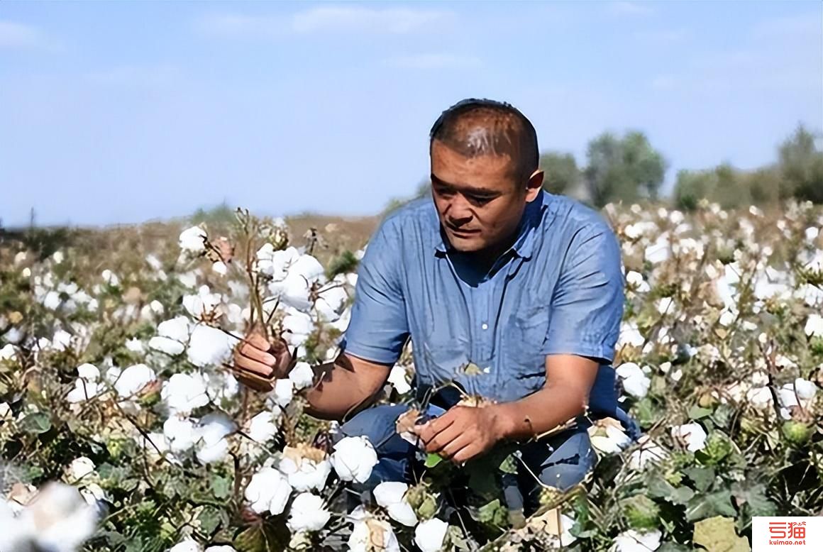 美国：棉区普降春雨 新棉播种临近
