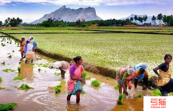 印度农户释放库存 棉价暴跌