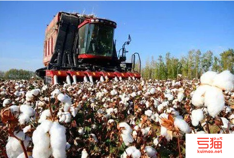 供应受限 巴西国内棉价仍低于出口平价