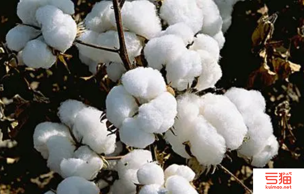 美国国际棉花协会拜访中国棉花协会