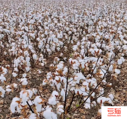 澳大利亚：本年度新棉即将收获 下年度产量或保持高位