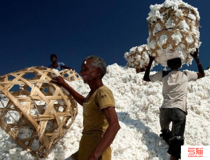 印度阶段性取消棉花进口关税时机或已成熟