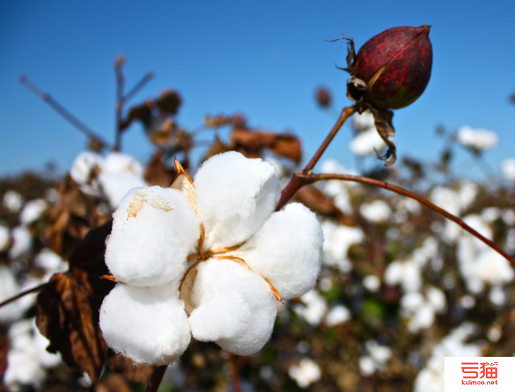 为何3月美棉进口占比蝉联第一？