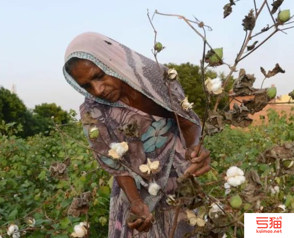 印度：3月新棉上市量大幅增加 纱厂远期补库不积极