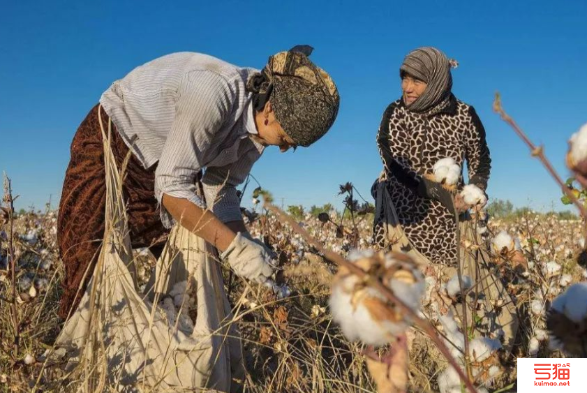 2022年乌兹别克斯坦棉纤维产量下降3万吨