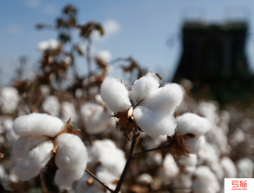 乍得农业部采取措施欲重振棉花产业