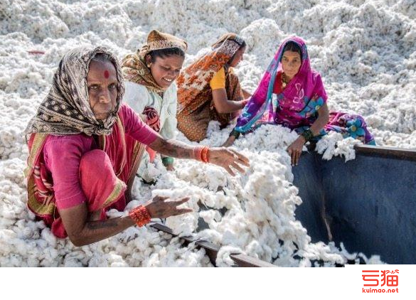 印度棉花增产 出口却降至新低？
