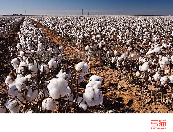 美国：土壤水分充足 部分地区植棉面积降幅或超预期