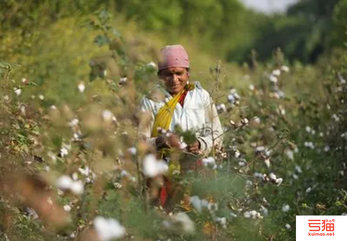 印度棉花供应不足 纱线生产颇受打击