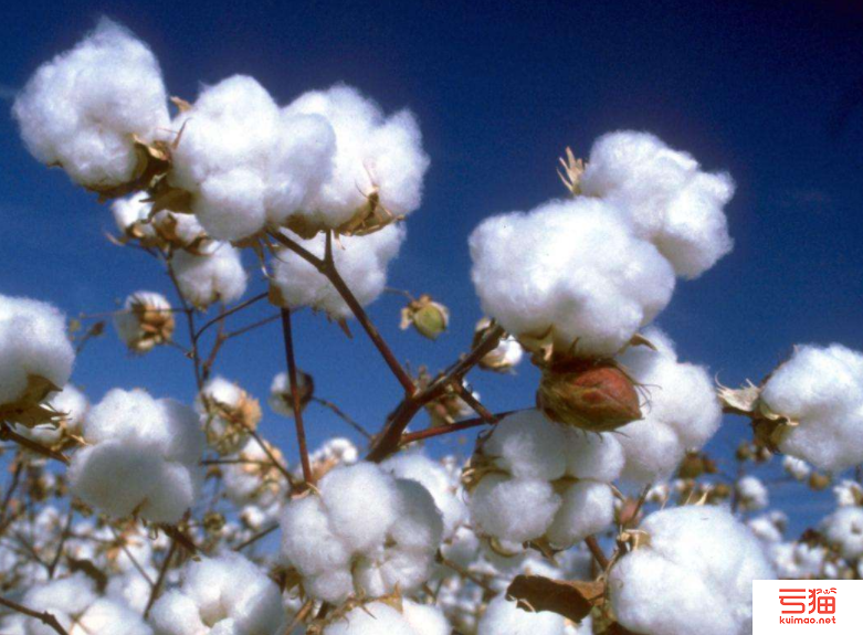 受虫害影响科特迪瓦棉花减产近50%