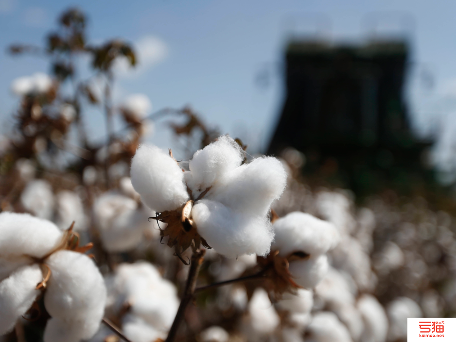 2月巴西棉花出口创历史低位 全球棉花消费疲软