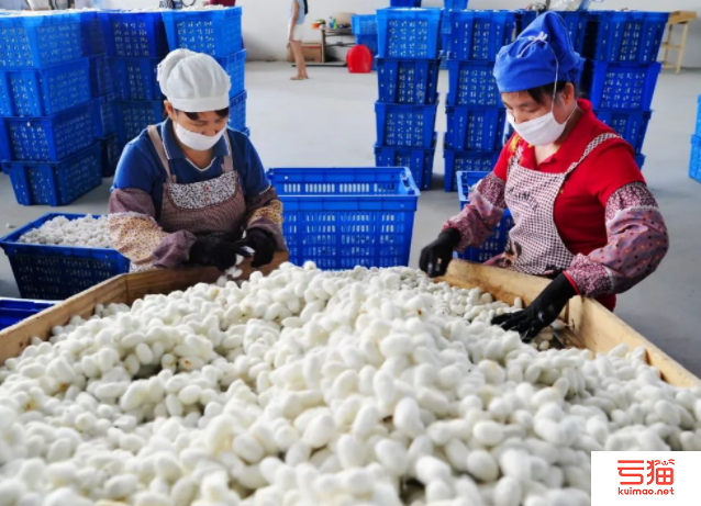 广西忻城县推动茧丝绸产业扩能提产