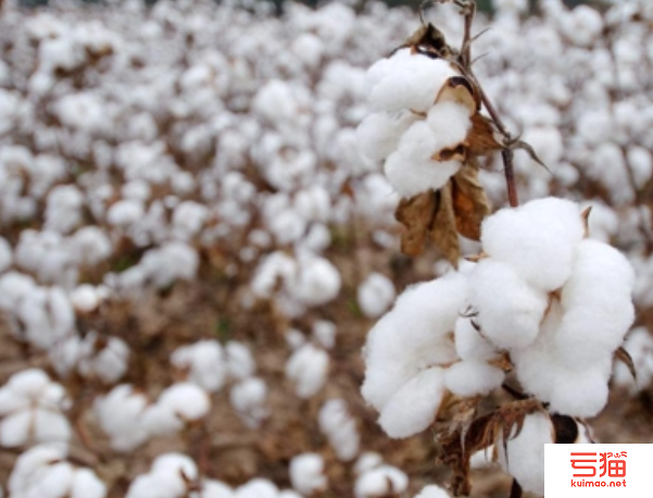 印度棉纱出口大幅下降 消费市场持续低迷