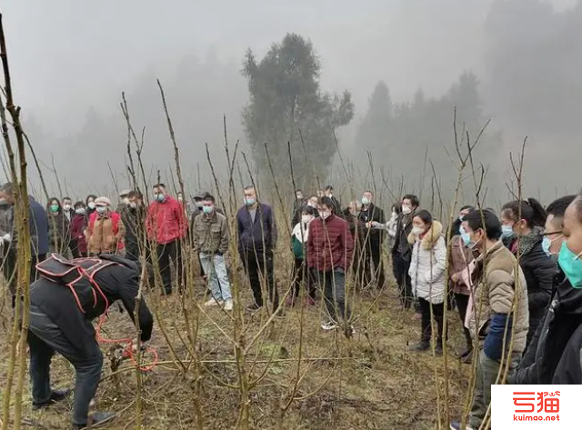 陕西省石泉县组织技术力量全面推进冬季桑园管理工作