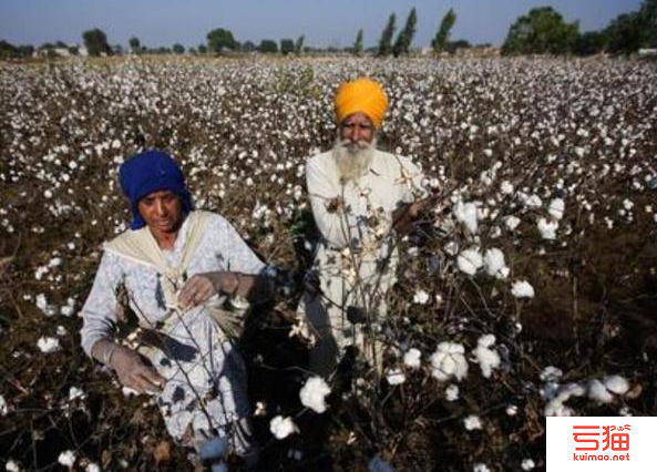印度MCX宣布从2月13日起恢复棉花期货交易