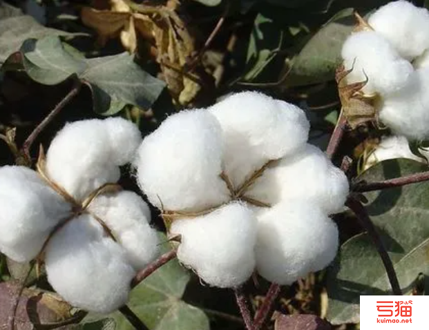 印度北部棉花价格上涨 棉纱交投清淡
