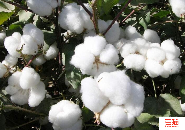 年终盘点：2022年国内棉花行业大事件