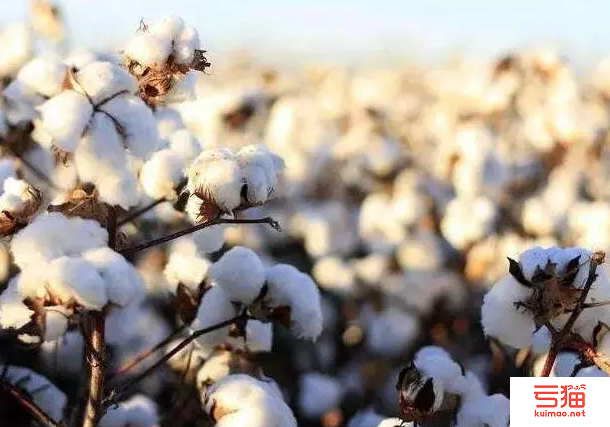 资金受限棉花短缺 巴基斯坦纺企寻求海外援助