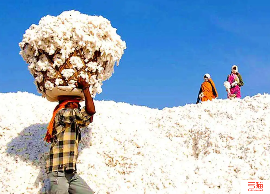 印度棉花协会寻求免税进口棉花