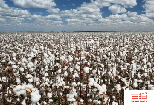 全球棉花补贴跌至近10年来最低水平