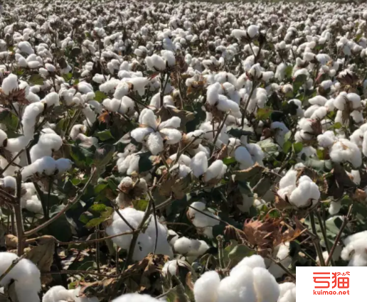 美国：需求不足价格走弱 产棉区雨雪交加