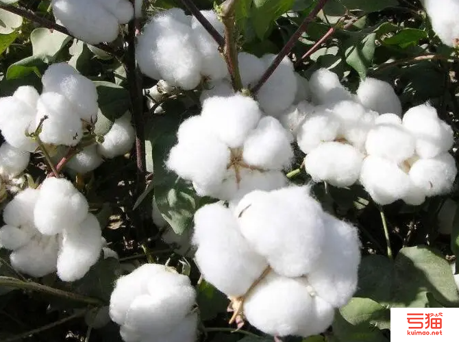 11月棉花进口环比大增 巴西棉占比重夺第一