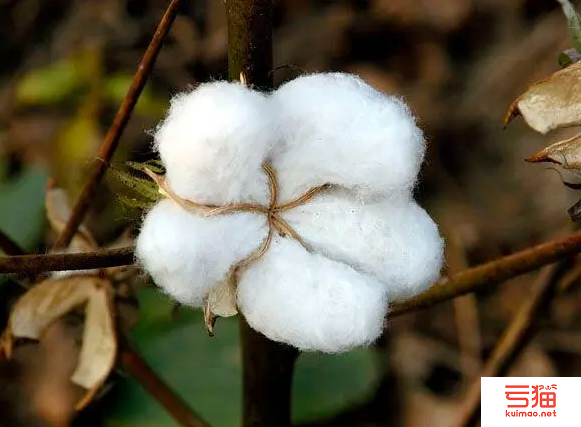 2022年阿塞拜疆棉花产量已达27.5万吨