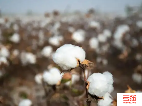 马里下调2022/23年度棉花产量
