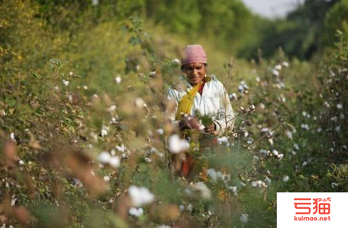 印度棉花协会寻求撤销棉花11%进口关税