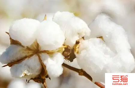 澳棉产量预测大减 巴西棉产量看增