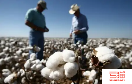 美国：棉花装运缓慢 产棉区雨雪交加