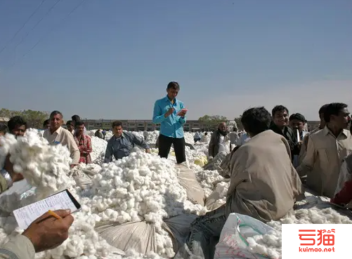 印度产量被高估！ 新棉上市量下降近五成