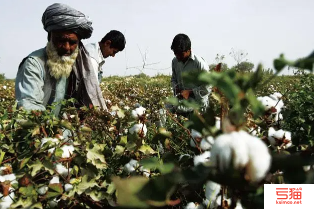 印度：纺织业困难重重 棉花消费每况愈下