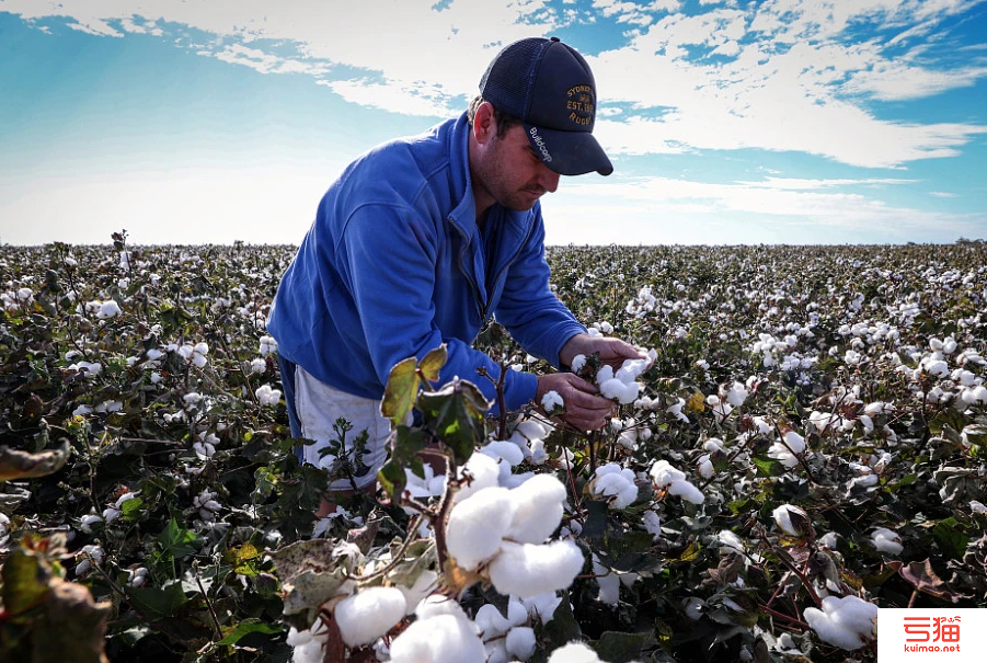 预计2023年澳洲棉花产量将达500万包