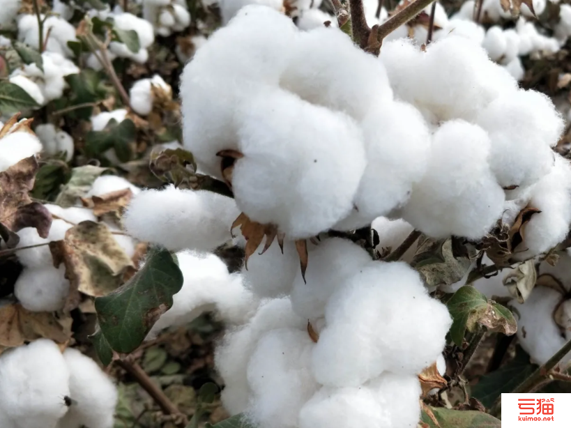 中国连续多年成喀麦隆棉花最大出口国