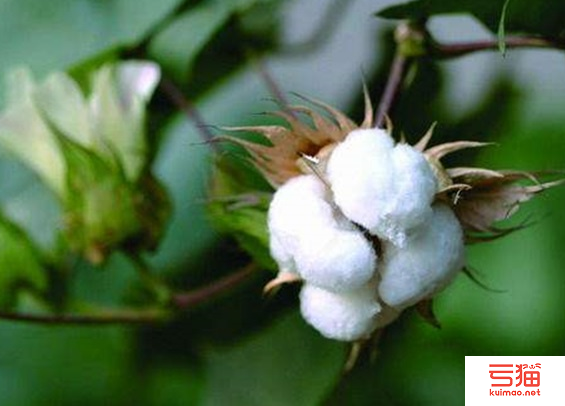 虫害导致西非棉花产量大幅下降
