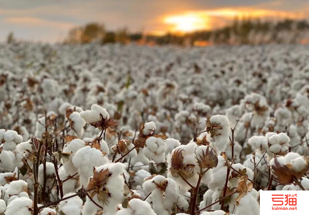 新疆棉花种植成本持续提高