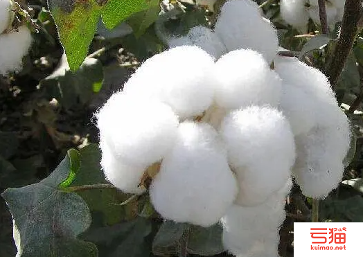 德国将支持1万名多哥棉花种植者