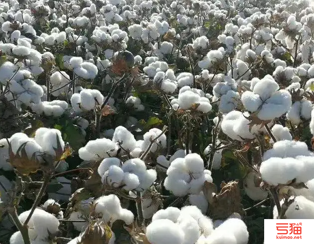 乌兹别克斯坦将于2024年举办国际棉花大会