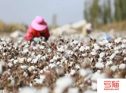 新疆：立冬时节 棉花企业生产忙