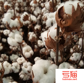昌吉州各县市、园区棉花喜获丰收