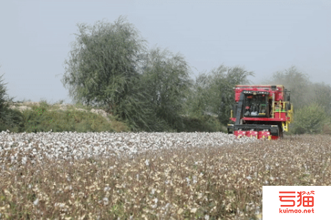 新疆喀什地区麦盖提县40余万亩机采棉开采