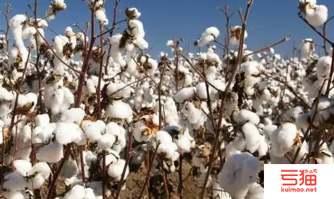 新疆棉花突破性新品种通过国审