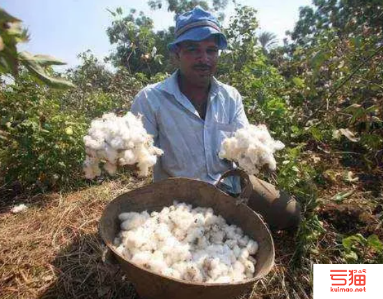 海外观察：近期印度对中国棉纱进口激增