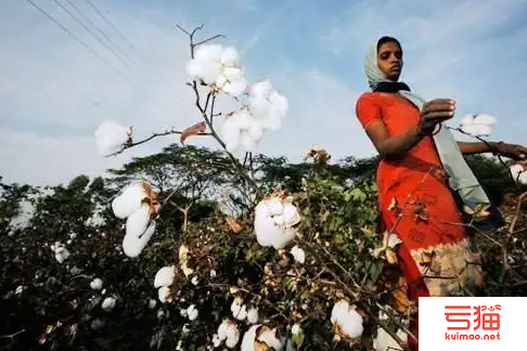印度北部2022/23年度棉花产量预估下修至510万包