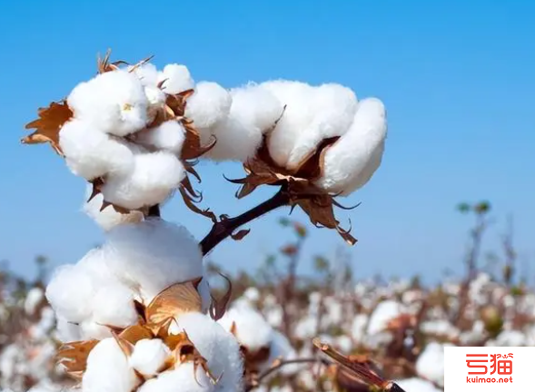 新疆：进一步完善棉花及纺织服装产业政策措施