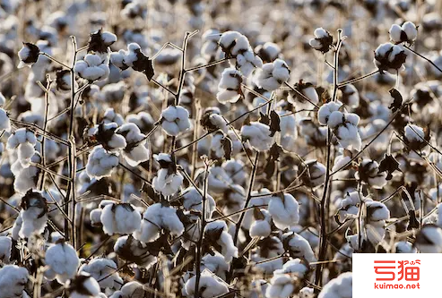 遭旱情重创 美国得州棉花预计减产约6成