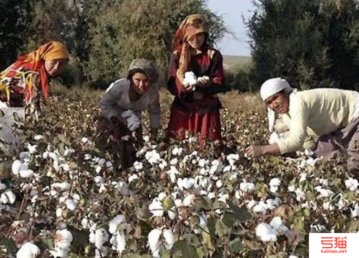2022年前7个月塔吉克斯坦出口皮棉5.2万吨