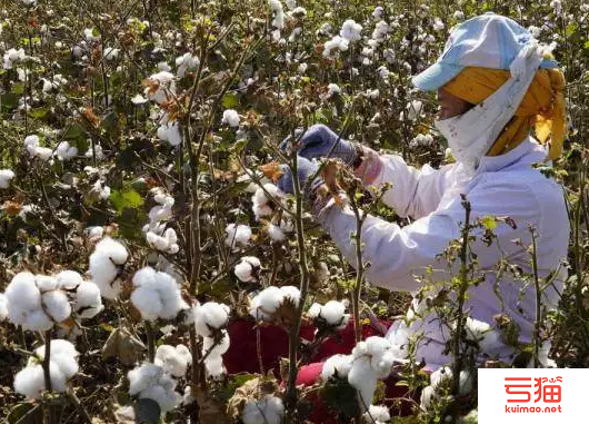 9月上半月全国棉花采摘交售进度调查情况